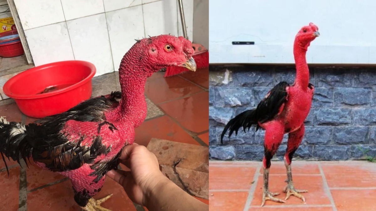 Kỹ thuật nuôi gà chọi am hiểu các phương pháp huấn luyện chiến kê