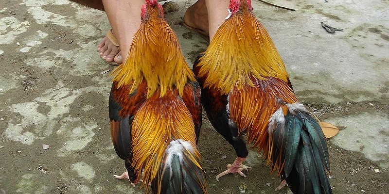 Gà Thần Kê một trong các dòng gà hiếm trong đá gà.