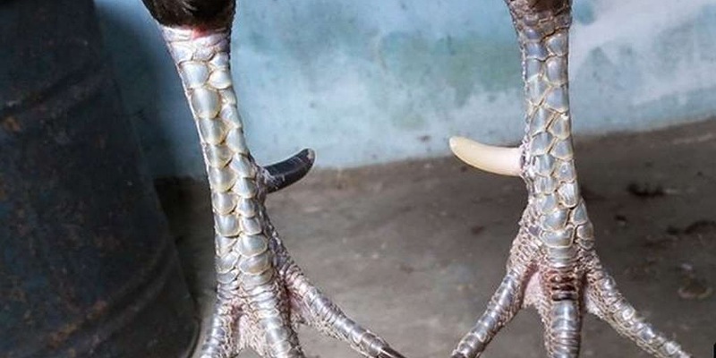 Gà cựa Nhật Nguyệt - sở hữu vũ khí sắc bén.