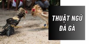 Các thuật ngữ trong đá gà luôn được quan tâm