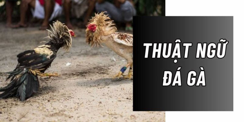 Các thuật ngữ trong đá gà luôn được quan tâm