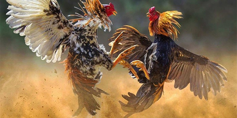 Quy cách tổ chức thi đấu đá gà vô cùng bài bản.