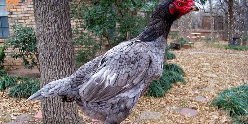 Các sư kê sẽ dựa vào đầu gà để chọn ra một chú gà chọi tốt