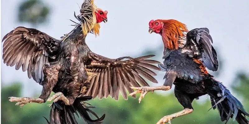 Quan sát phần mỏ gà để đánh giá gà chọi ra đòn tốt hay yếu. 