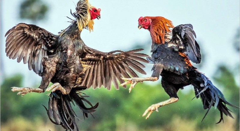 Nên chọn gà thông minh khi thi đấu