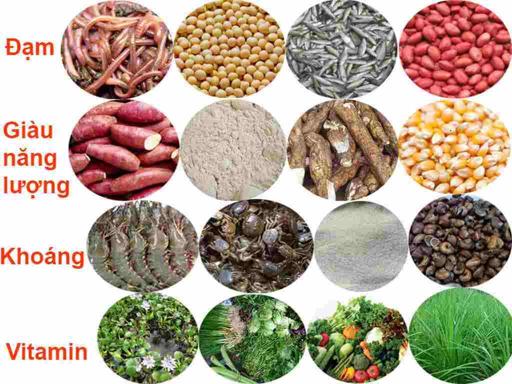 cung-cap-du-dinh-duong-cho-ga-da