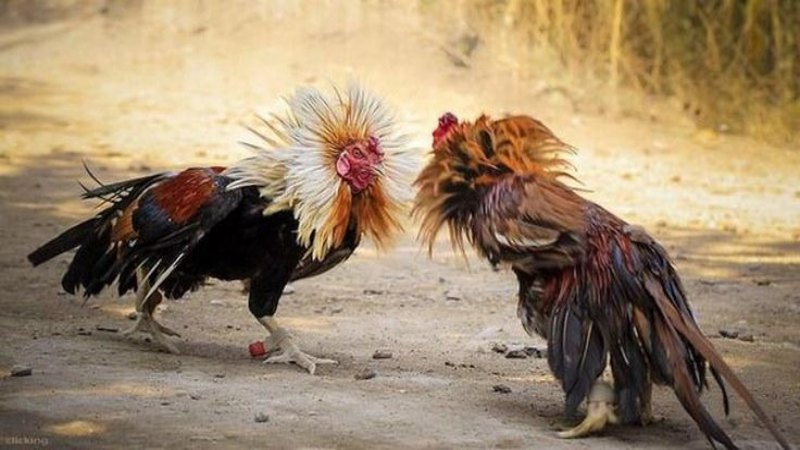 Đá gà Campuchia tạo nên sự kịch tính