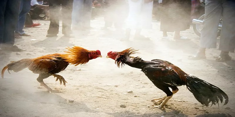 Người chơi có những thách thức và cơ hội khi tham gia