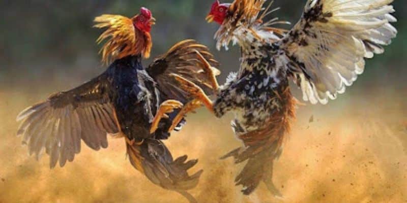 Điểm đặc sắc trong đá gà Campuchia mang đến tính kịch tính