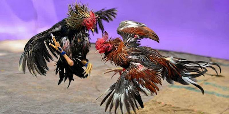 hinh-thuc-ca-cuoc-da-ga-da-co-tu-lau