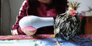 Massage cho gà giúp gà đá phát triển tốt hơn.