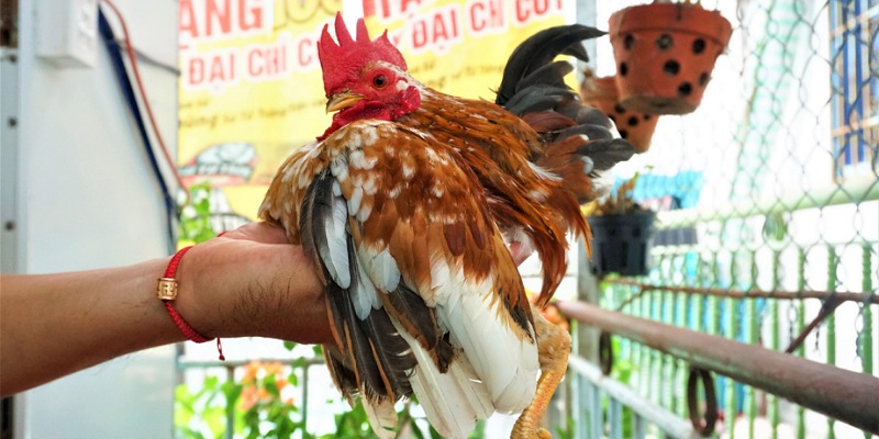 Lưu ý khi massage cho gà bạn cần biết thêm.