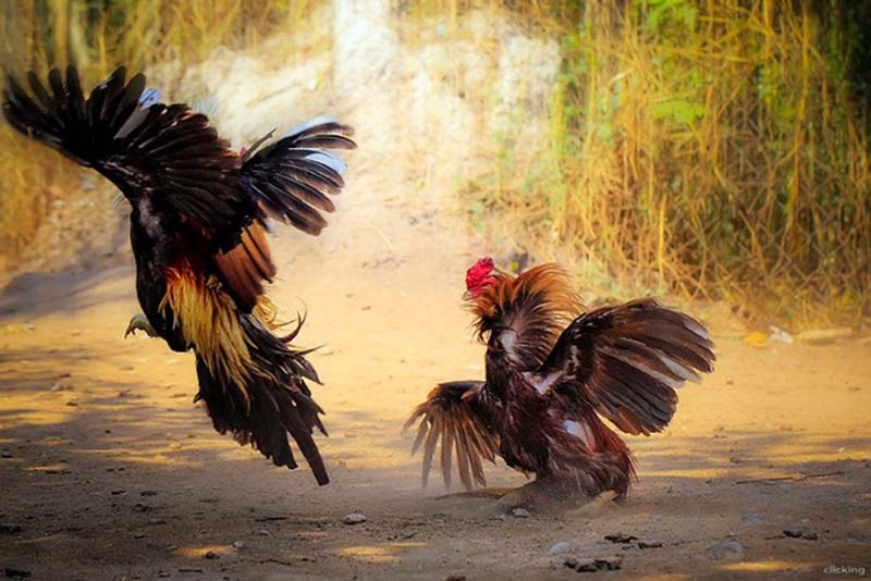 ngoai-hinh-yeu-to-tien-quyet-trong-tieu-chuan-ga-noi-thi-dau