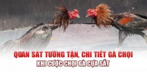 quan-sat-tuong-tan-meo-da-ga-thanh-cong