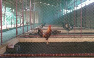 Thời điểm xuất chuồng gà chọi luôn được quan tâm