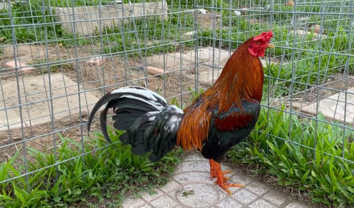 Thời điểm xuất chuồng gà chọi cần dựa vào nhiều yếu tố