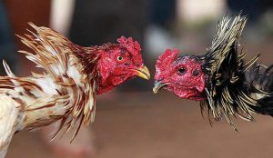 Việc hiểu rõ thời gian thi đấu đá gà giúp bạn đưa ra lịch huấn luyện khoa học